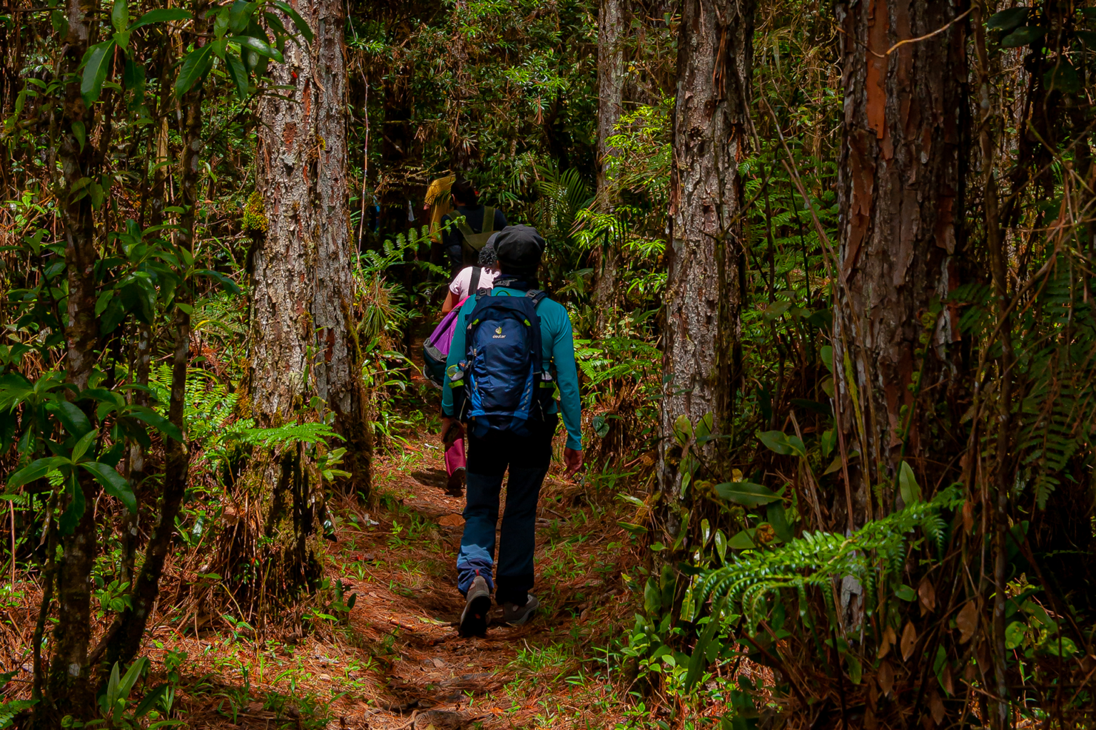 Parque Estadual da Serra do Mar - Núcleo Curucutu. Foto: Daniel Deák/SPTuris