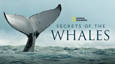 thumbnail - Secrets of the Whales