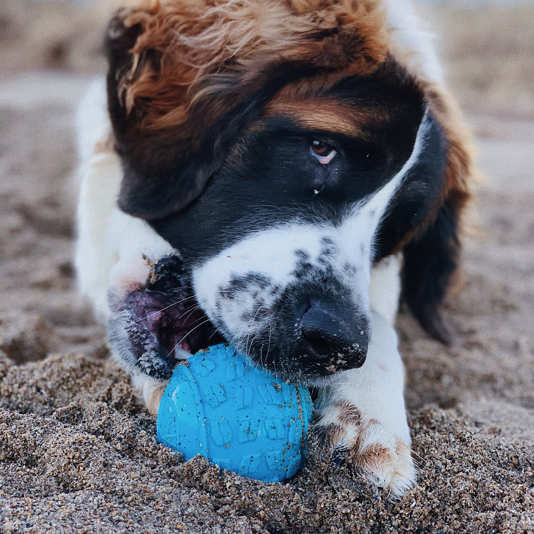 Power Chewer Toys