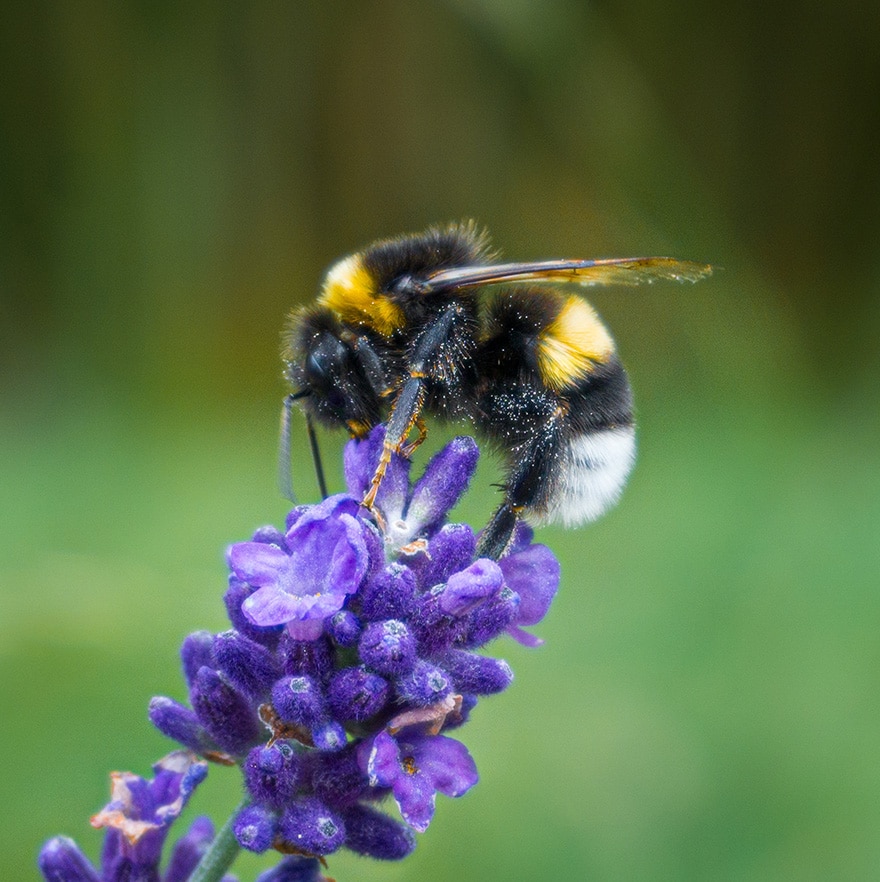 Bee on Flower