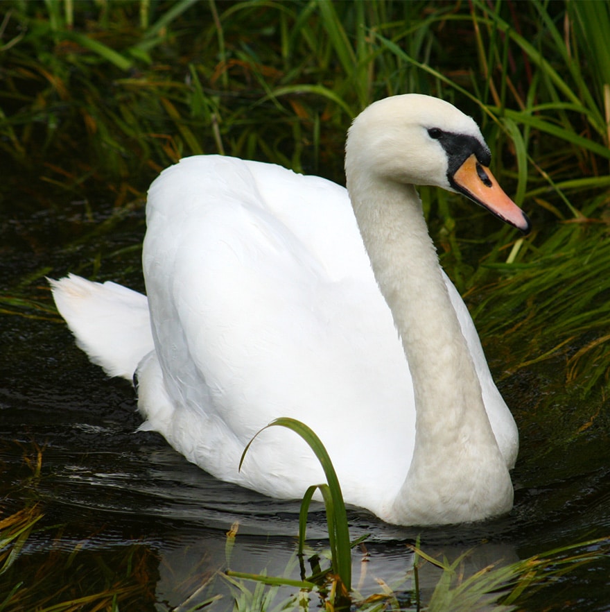 Swan