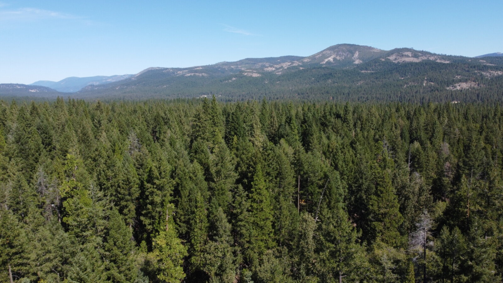 aerial view of trees in a forest