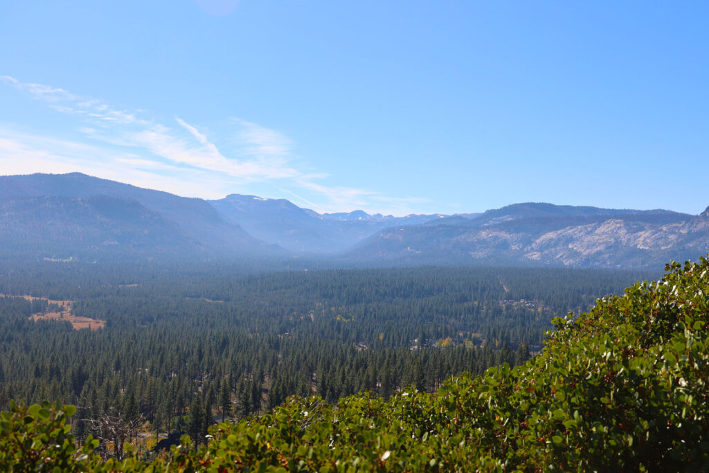 view of forest