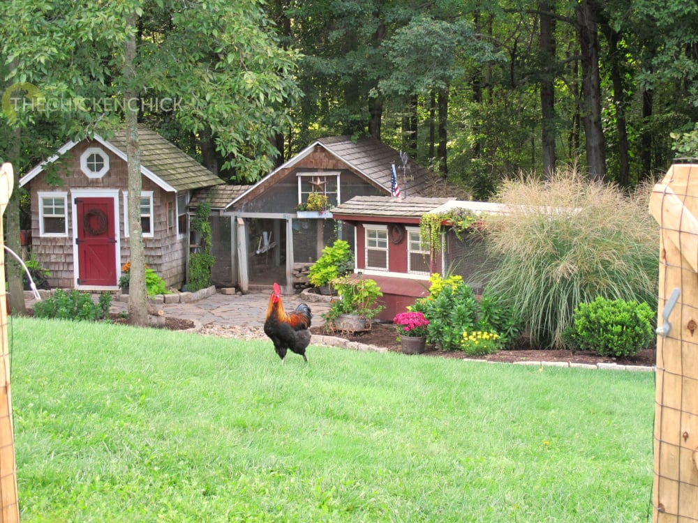 Raising Chickens