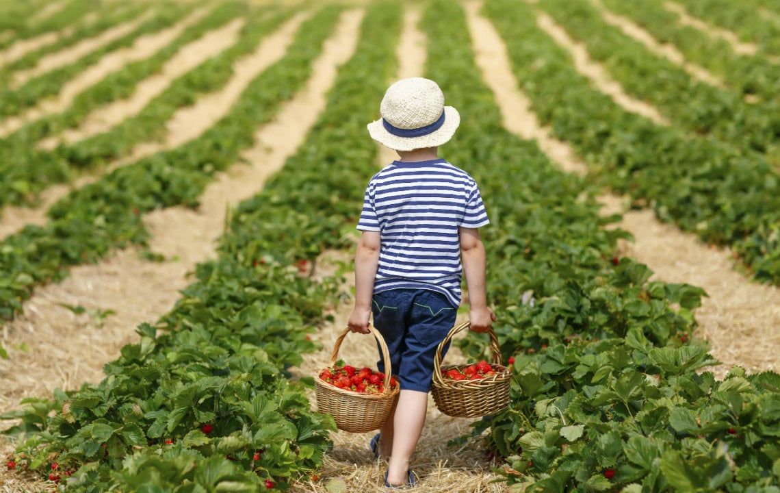 Mississippi's PickYourOwn Fruit and Veggie Farms