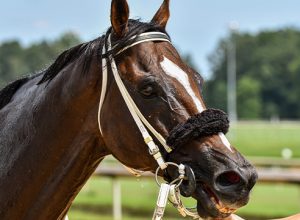 Horse Racing at Colonial Downs in New Kent