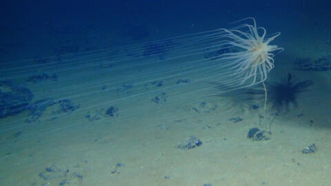 Relicanthus sp, a new species from a new order of Cnidaria collected at 4,100 meters in the Clarion-Clipperton Fracture Zone (CCZ) that lives on sponge stalks attached to nodules.