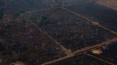 Defrisarile in padurea amazoniana din Brazilia s-au dublat fata de anul trecut