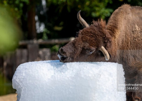 Gestul impresionant făcut de Grădina Zoologică din Praga/ Profimedia