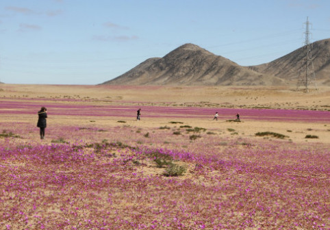 Deşertul Atacama din Chile, cel mai arid din lume, a fost acoperit de flori. Cum se explică fenomenul