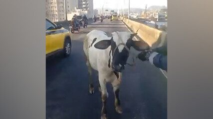 Boi anda da Linha Vermelha até o Viaduto do Gasômetro, onde foi resgatada