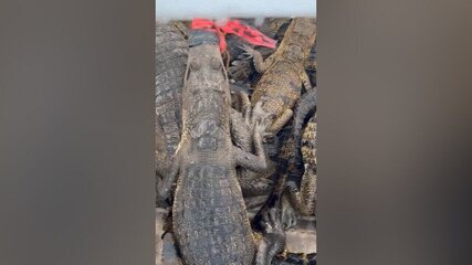 Mais de 160 crocodilos são capturados em cidades do México após passagem de Furacão Beryl