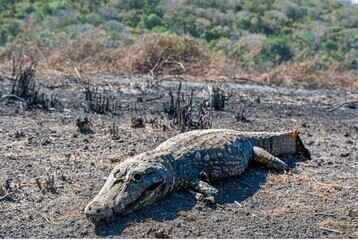 Biólogo registra jacaré carbonizado que não conseguiu fugir do fogo