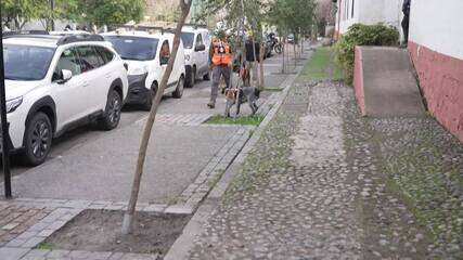 Cão farejador ganha bola a cada cano furado que encontra em Santiago