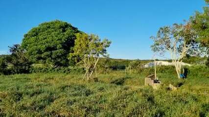 Fazenda de café do bicheiro Rogério Andrade, na Bahia, só tem mato
