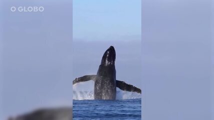 Baleia dá show em praia de Niterói