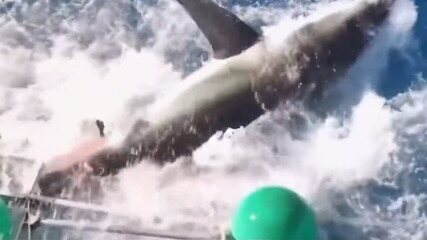 Tubarão invade gaiola de mergulho na costa do México