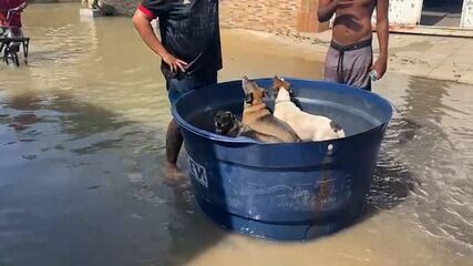 No bairro Pilar, em Duque de Caxias, moradores resgataram uma criança, três cachorros e três gatos em caixa d’água