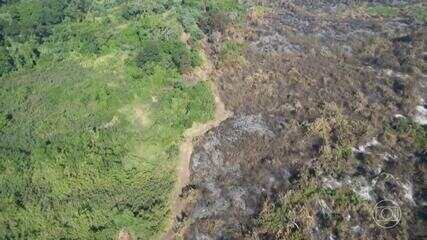 Número de focos de incêndios no Pantanal já é o segundo maior dos últimos 15 anos