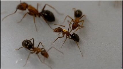 Formigas amputam pernas para salvar 'paciente'