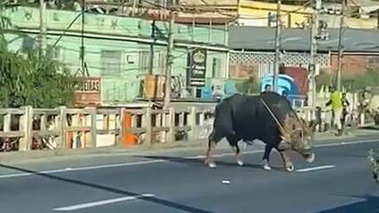 Búfalo causa transtorno no trânsito de São Gonçalo e assusta motoristas