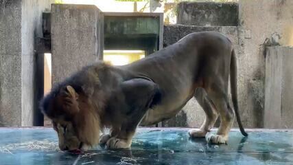 Leão Simba é o primeiro a receber o picolé sabor sangue em formato de pudim no Bioparque
