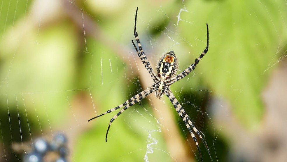 As aranhas são capazes de construir grandes e firmes estruturas com o mínimo de material — Foto: Marcus Lange / Pexels / Creative Commons