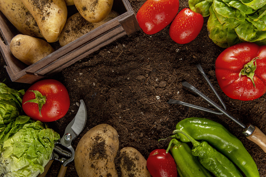 Aproveite restos de verduras, frutas e legumes para criar uma horta caseira prática e básica!