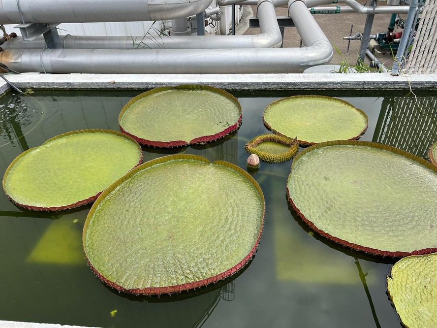 Botânico norte-americano leva 7 anos para cultivar vitória-régia com flor em tanque de concreto