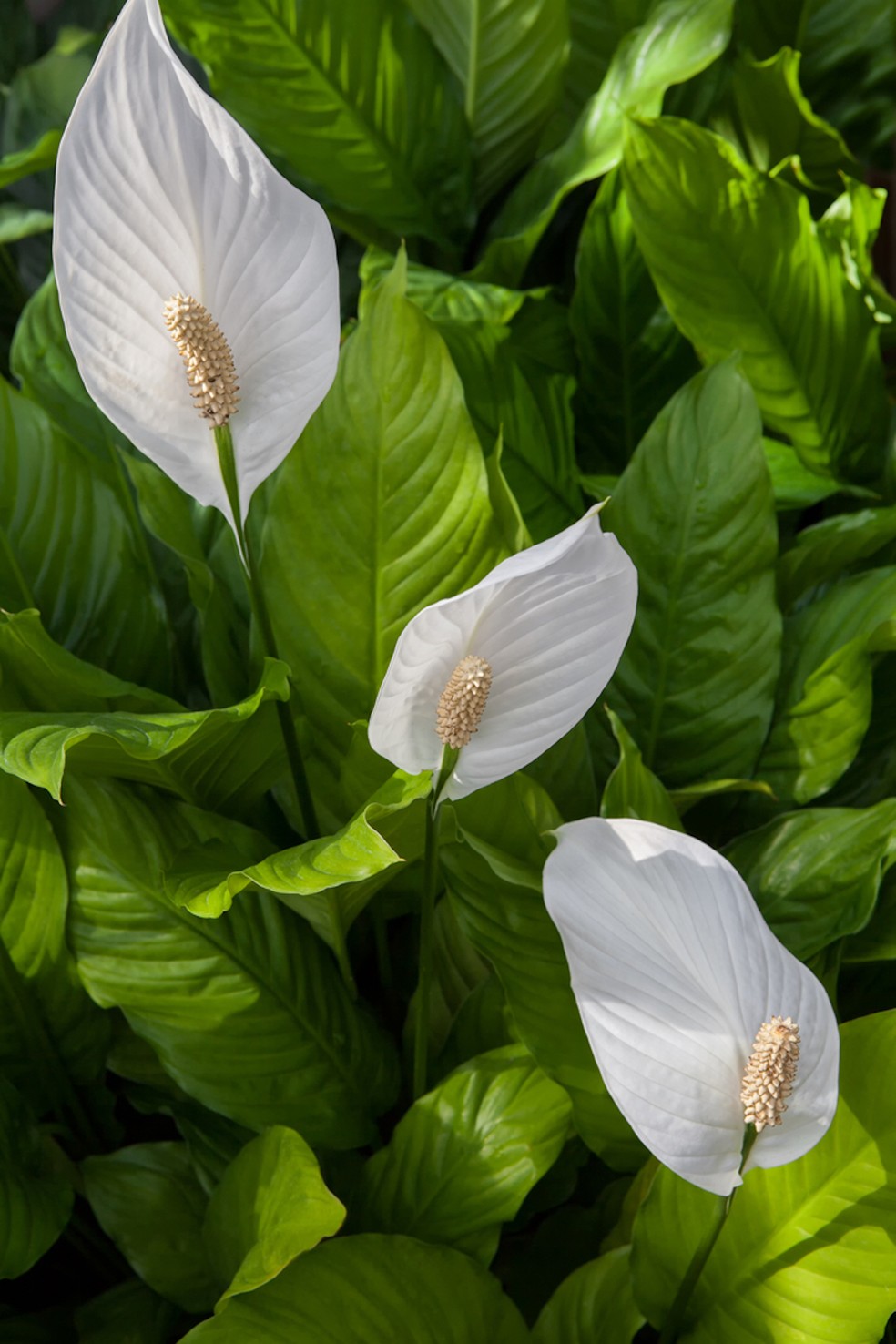 O lírio-da-paz tem folhas verdes e alongadas com inflorescências brancas — Foto: PxHere / frankorchid / Creative Commons