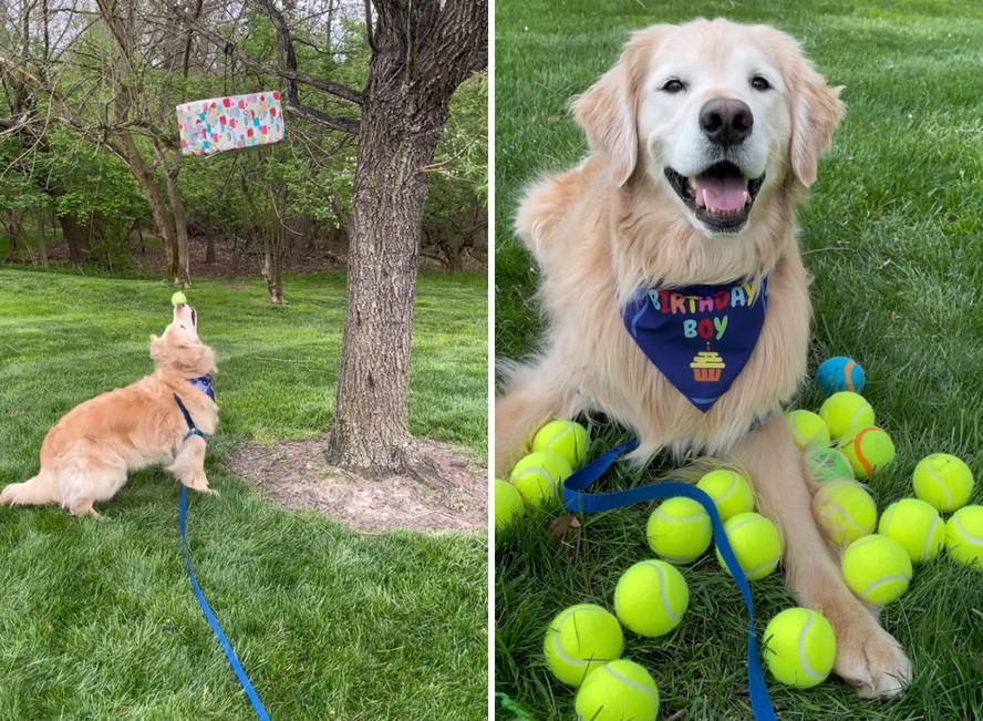 Cachorro ganha várias bolas de tênis de aniversário e vídeo fofo viraliza