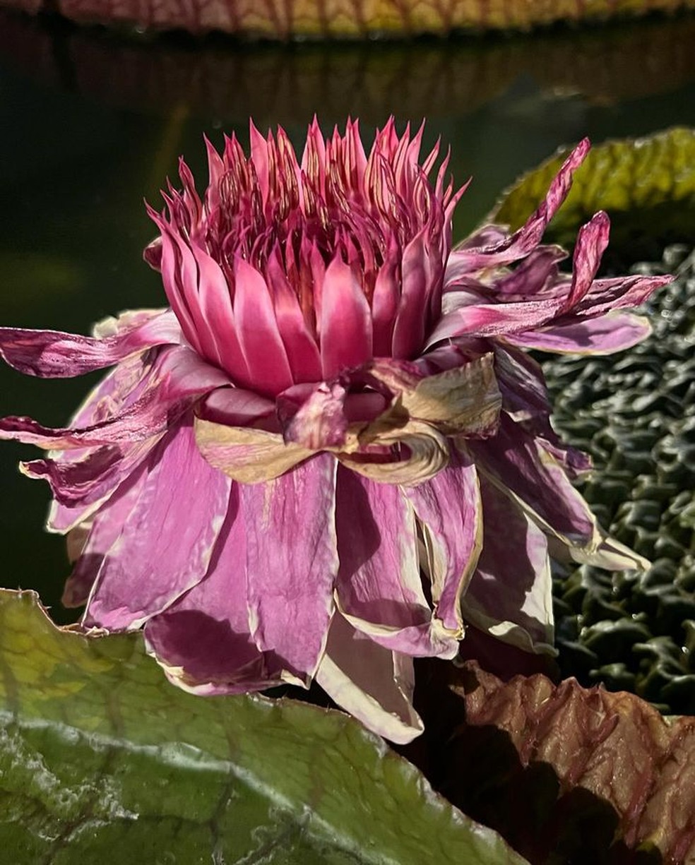 No segundo dia, a flor da vitória-régia assumiu um tom rosado — Foto: Instagram / @csufgreenhouse / Reprodução