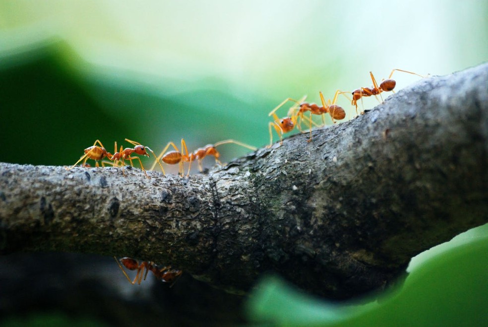 As formigas são um sistema vivo muito explorado no campo da Biomimética — Foto: Poranimm Athithawatthee / Pexels / Creative Commons
