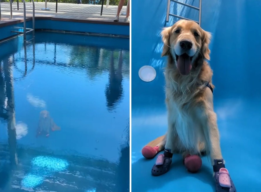 Um cão sentado no fundo de uma piscina intrigou usuários do TikTok