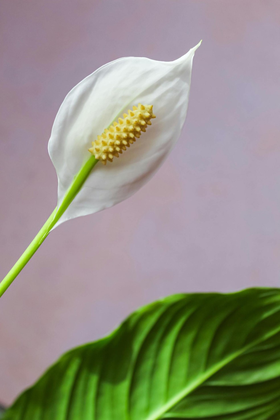 O que é chamado flor no lírio-da-paz é, na verdade, uma parte da folha — Foto: Pexels / Natalia Vol / Creative Commons