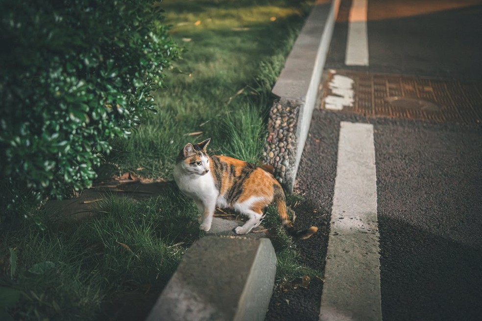 As cidades precisam ser repensadas de forma a reincorporar a natureza, como uma grande floresta — Foto: Bryanken / Pexels / Creative Commons