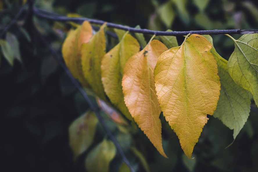 As folhas amareladas podem fazer parte do processo natural de envelhecimento das plantas ou indicar problemas, como o excesso de água