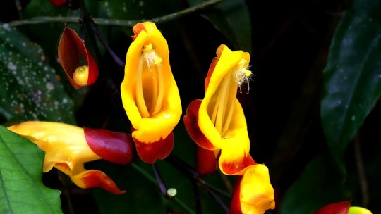 Sapatinho-de-judia: como cultivar a planta que atrai beija-flor