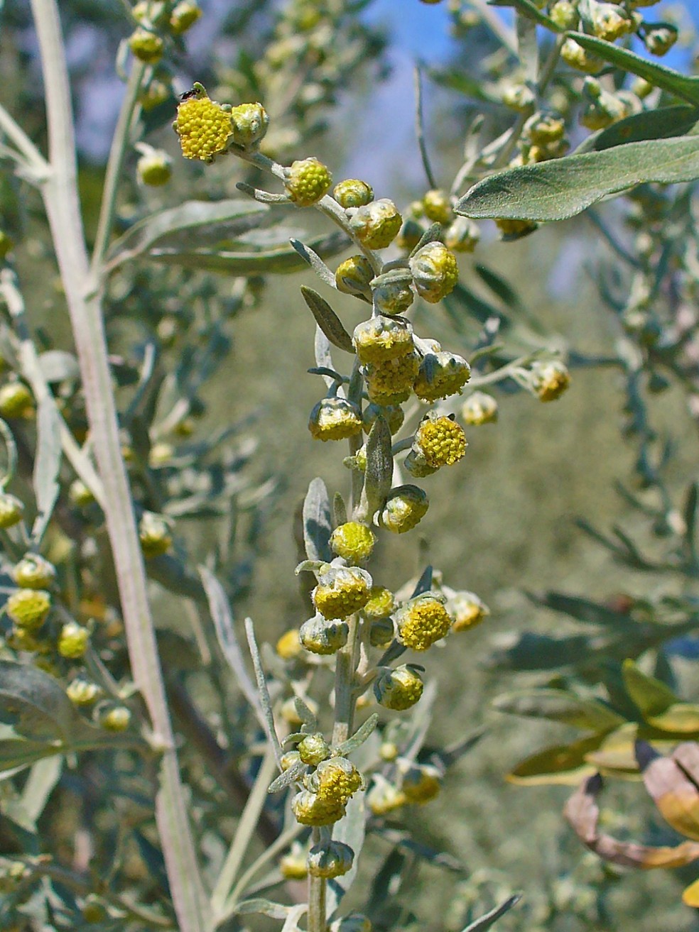 As flores do Absinto são amareladas e também possuem um sabor amargo — Foto: H. Zell / Wikimedia Commons