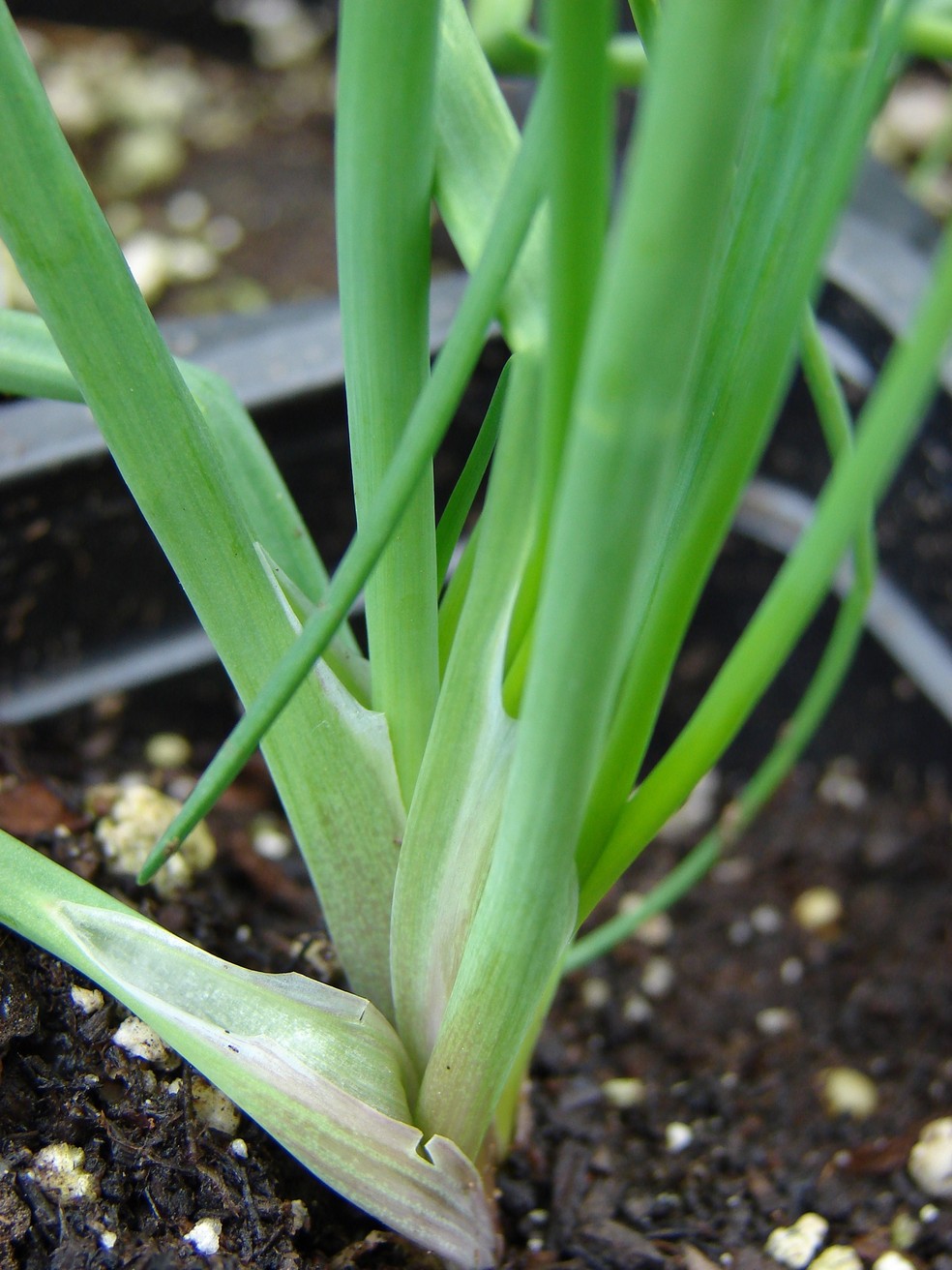 Você deve colocar a base da cebolinha em contato com a água para que as raízes cresçam um pouco mais e possam ir para a terra  — Foto: Forest & Kim Starr / Wikimedia Commons