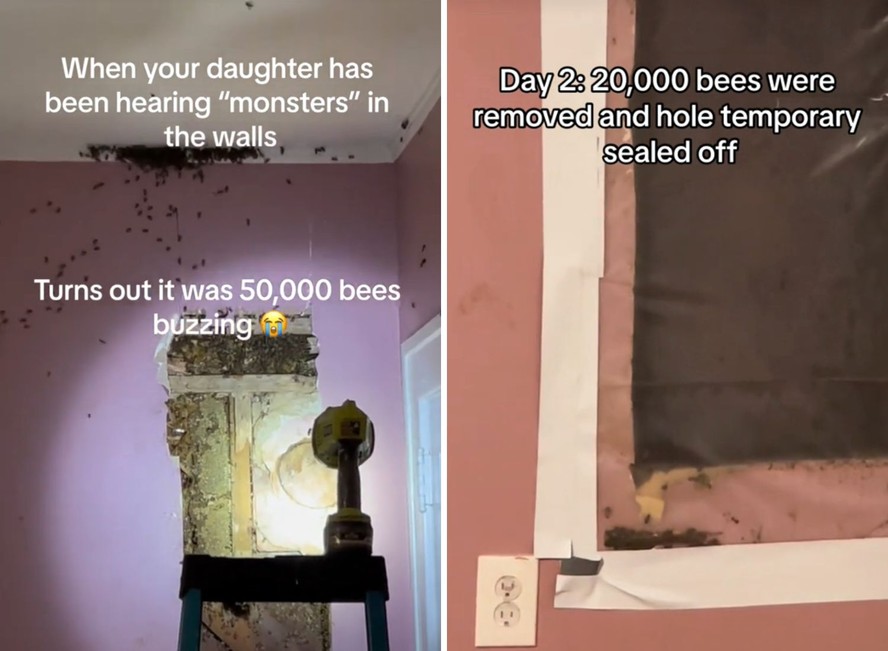 Mãe descobre milhares de abelhas infestando a casa após sua filha dizer que havia monstros no armário