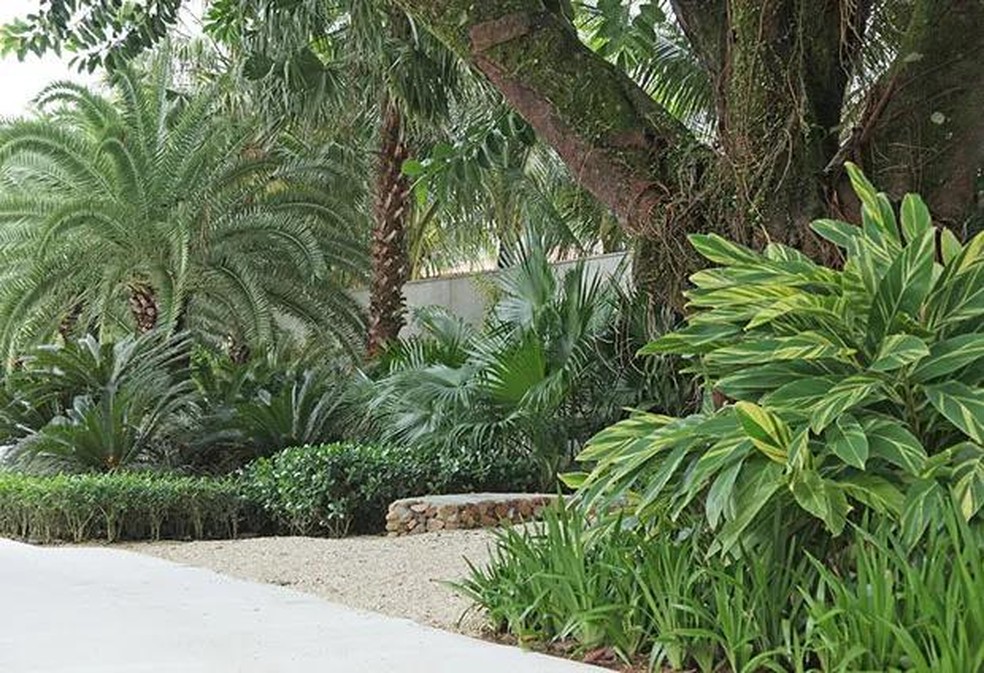 Jardim tropical projetado por Alex Hanazaki (Foto: Divulgação) — Foto: Casa Vogue
