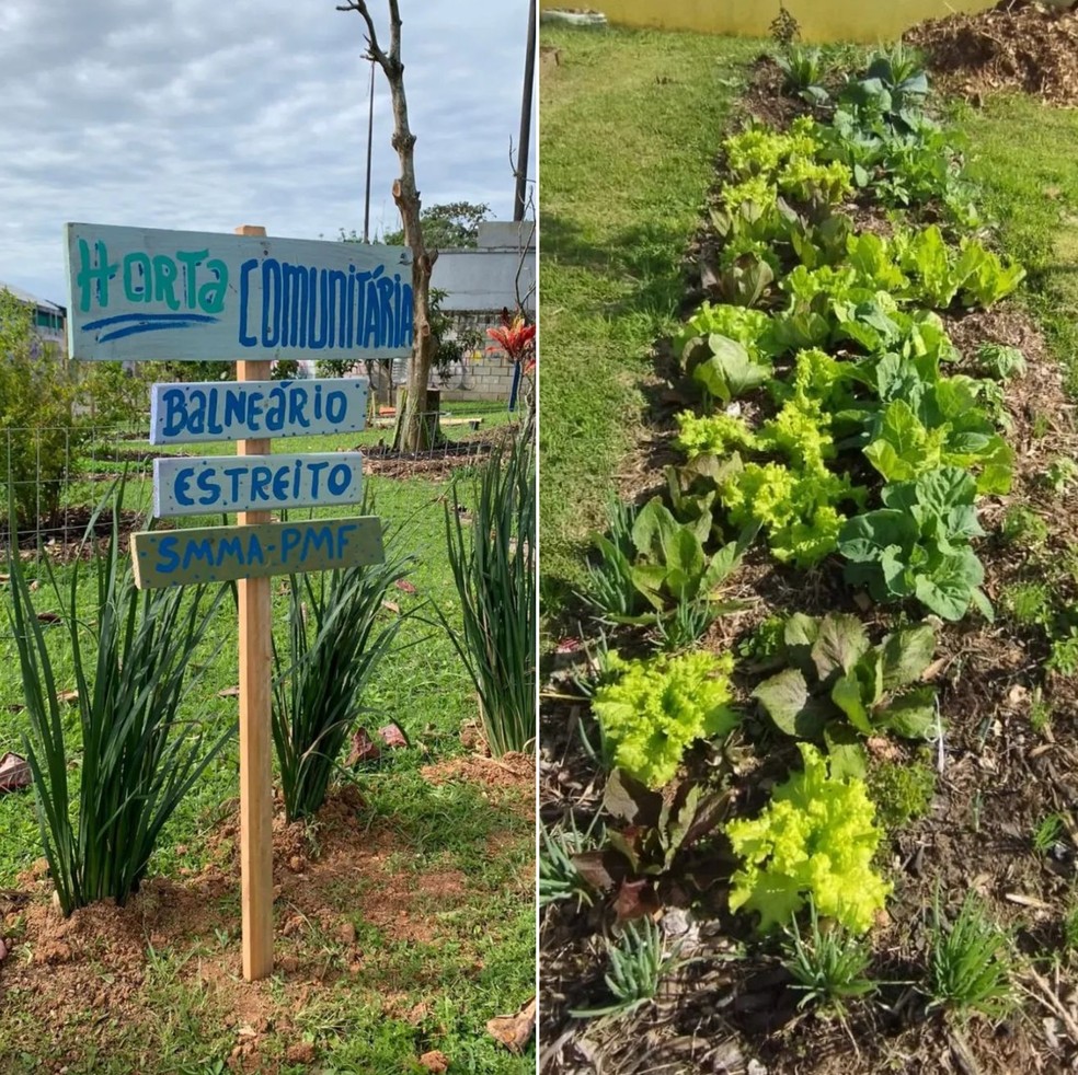 Hortas comunitárias são exemplo de iniciativa promissora em Florianópolis (SC) — Foto: Reprodução/Instagram @meioambientefloripa