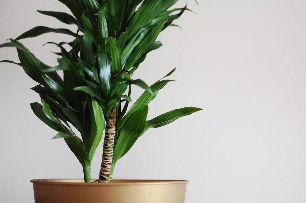 Close up of dracaena fragrans home plant. Minimal style design on empty white wall background. Empty place your text (Foto: Getty Images/iStockphoto) — Foto: Casa Vogue