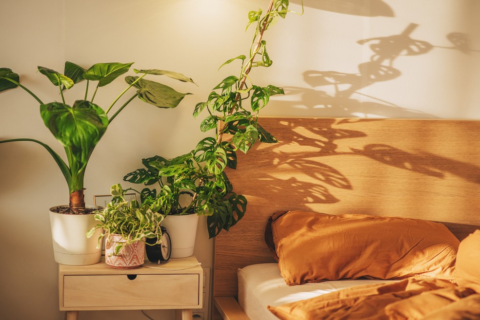 Para escolher a planta perfeita para o seu quarto, é preciso analisar a quantidade de luz solar que entra nele — Foto: Kseniya Ovchinnikova/Getty Images