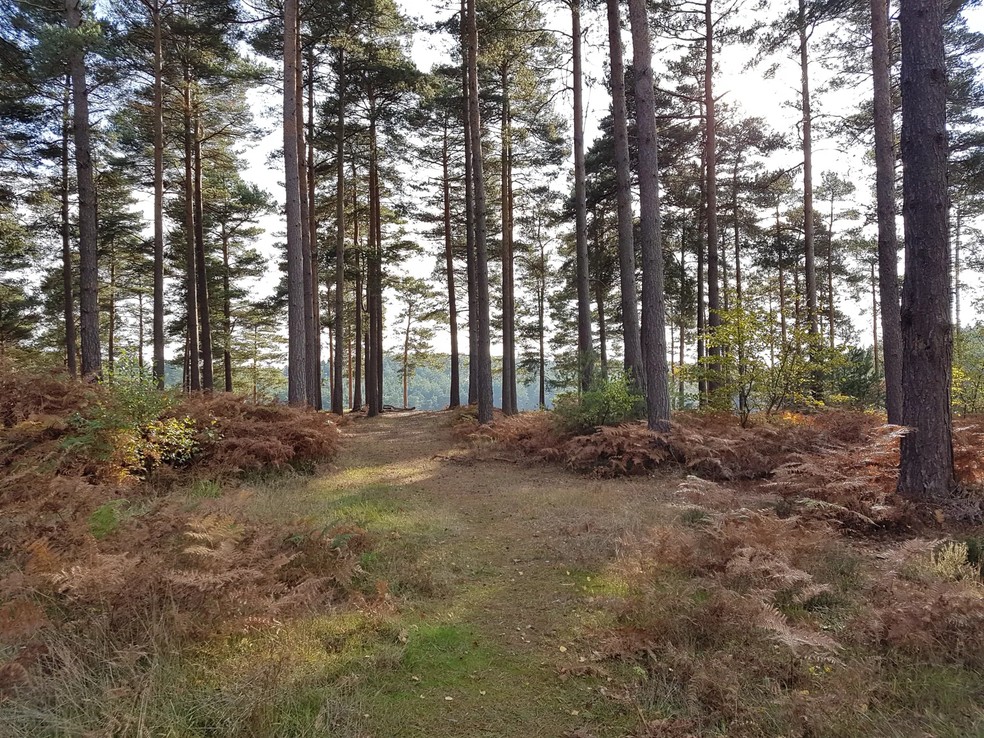 Bosque de Boure em Farnham, Inglaterra — Foto: Getty Images/P.Pattison