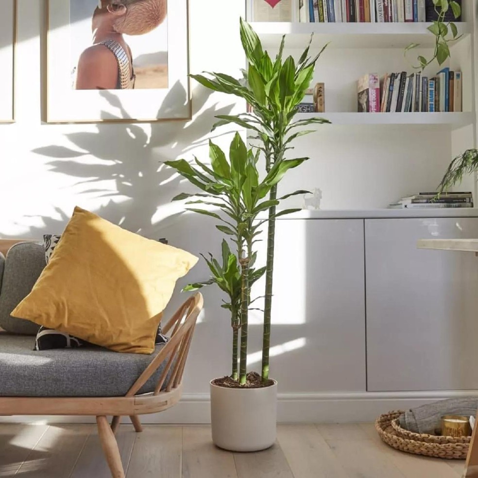 Perfeita para iniciantes: conheça a dracena, planta fácil de cuidar (Foto: Reprodução/Pinterest) — Foto: Casa Vogue