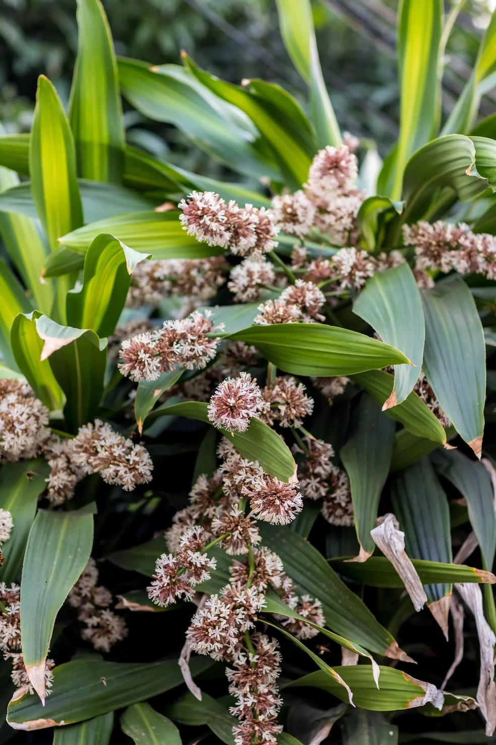 Bouquet of Queen of Dracaenas flower (Dracaena goldieana) with blurred green leaves background. Dracaena fragrans is a small to medium-sized perennial with beautiful leaves at the time of flowering. (Foto: Getty Images/iStockphoto) — Foto: Casa Vogue