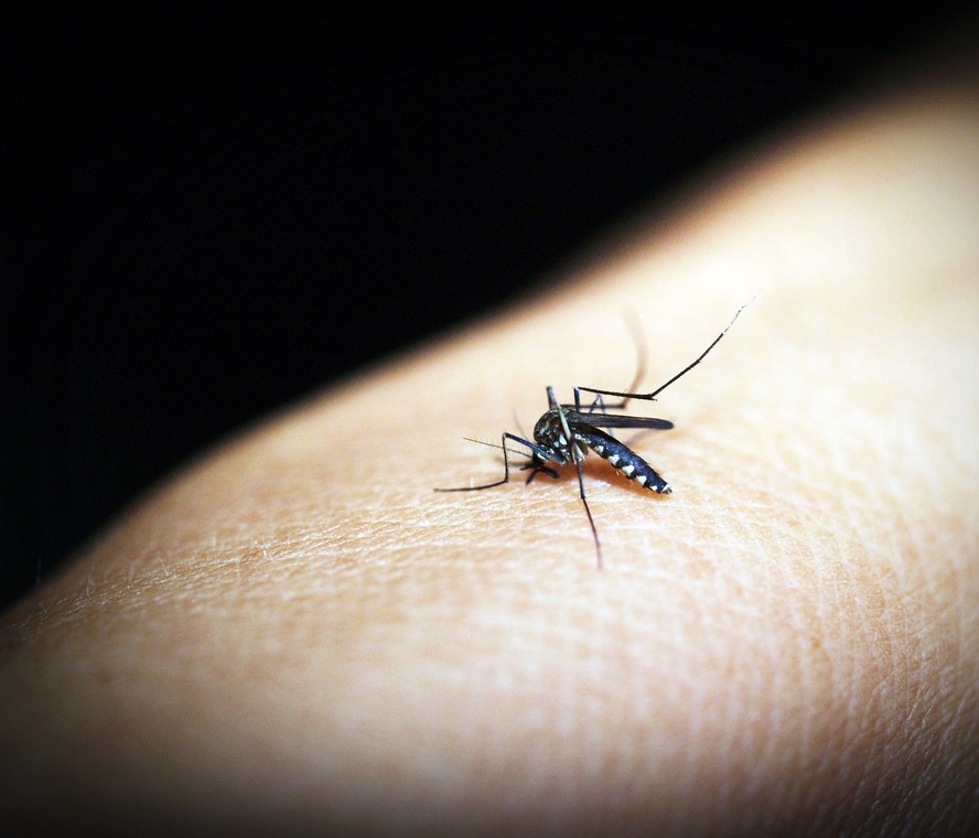 Aedes aegypti, mosquito vetor da dengue. Foto: Reprodução/Pixabay