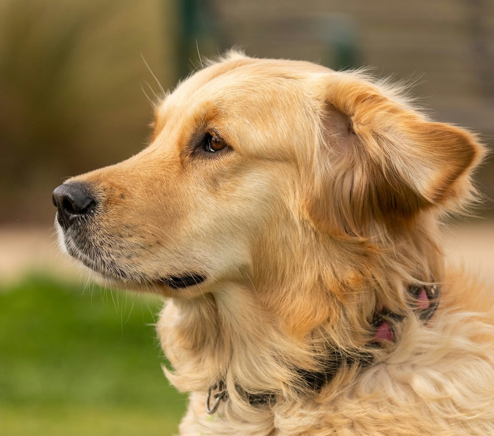 A menina foi mordida por um cachorro da raça golden retriever — Foto: Unsplash (Foto ilustrativa)